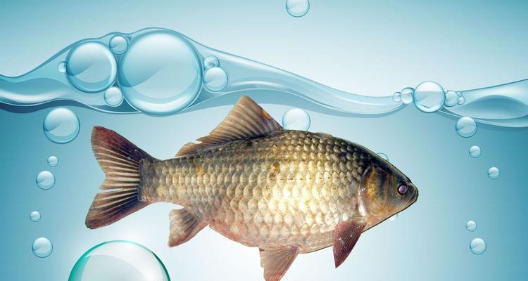 钓鱼技巧怎样挂饵？挂饵的正确方法和技巧是什么？  第2张