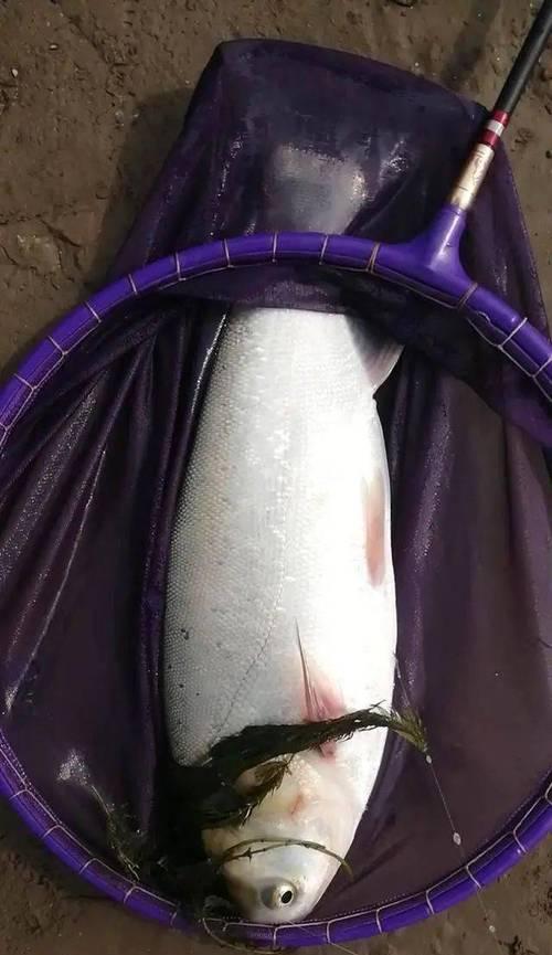 钓鱼技巧怎样挂饵教学？挂饵的正确方法是什么？  第2张
