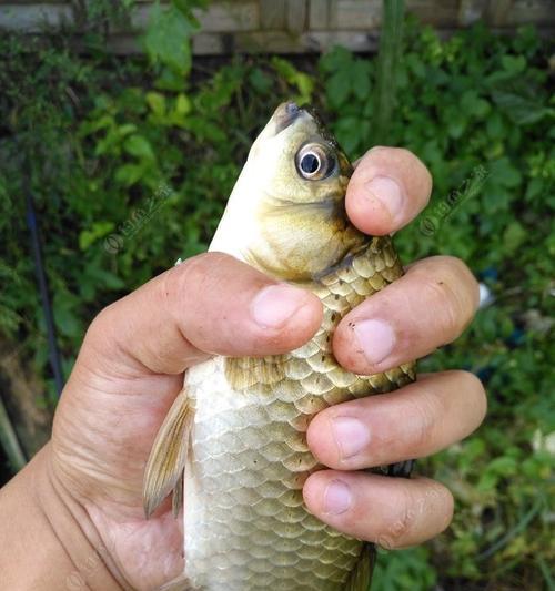 钓鱼技巧怎样挂饵教学？挂饵的正确方法是什么？  第1张