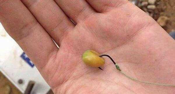 钓鱼技巧怎样小鱼闹？如何应对小鱼闹钩的情况？  第2张