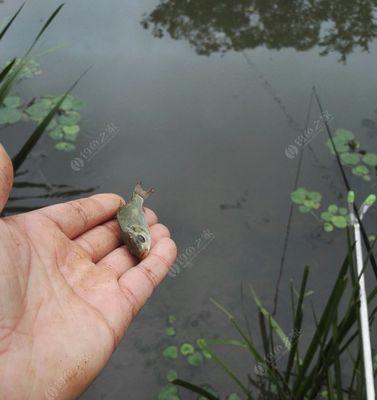 如何掌握钓鱼截口技巧？常见问题有哪些解答？  第3张