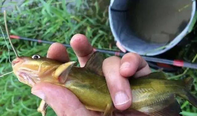 如何制作完美的钓鱼饵料？开饵技巧有哪些常见误区？  第1张