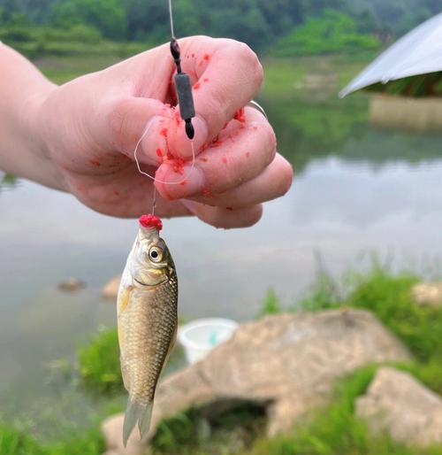 钓鱼开饵技巧小有哪些？如何快速掌握开饵秘诀？  第1张