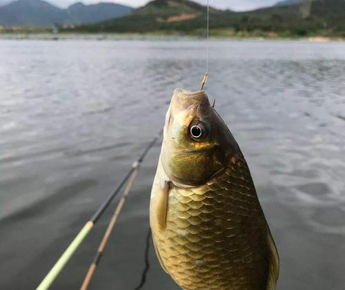 如何快速掌握钓鱼口诀与技巧？简单步骤是什么？  第3张