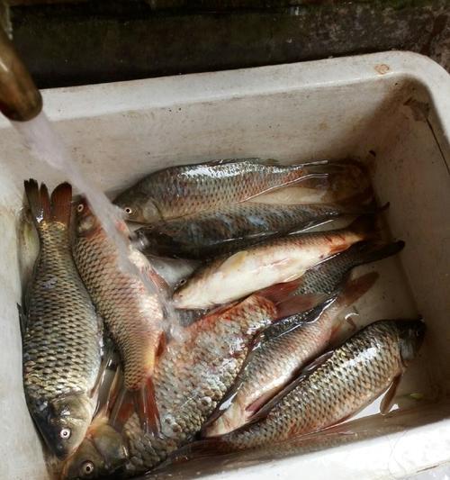 如何快速掌握钓鱼拉饵技巧？简单教程助你成为钓鱼高手？  第2张