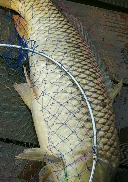 钓鱼拉饵料技巧有哪些？如何正确使用拉饵料提高钓鱼效率？  第2张