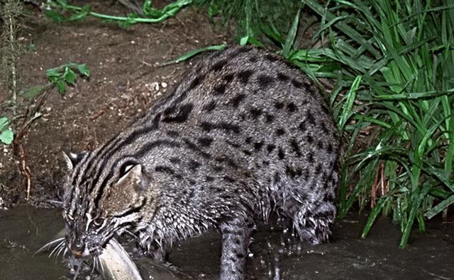 钓鱼猫捕鱼技巧有哪些？如何提高捕鱼效率？  第3张
