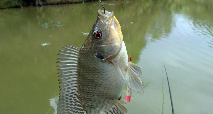 如何掌握钓鱼抛饵技巧教程？常见问题有哪些？  第1张