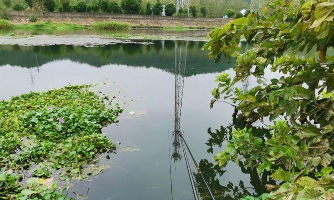 如何掌握钓鱼抢窝子技巧教程？常见问题有哪些？  第1张