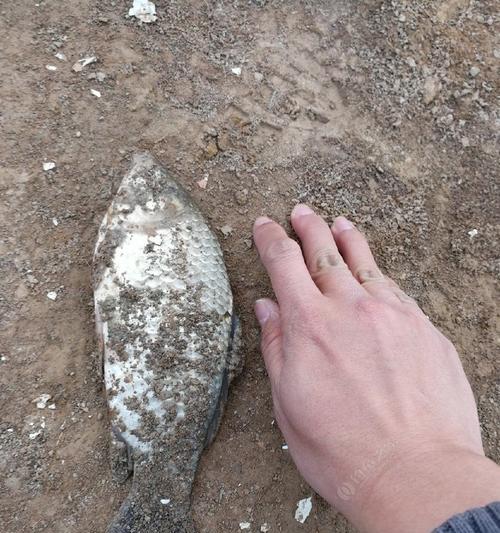 钓鱼时冰层太厚怎么快速破冰？有效破冰技巧有哪些？  第1张
