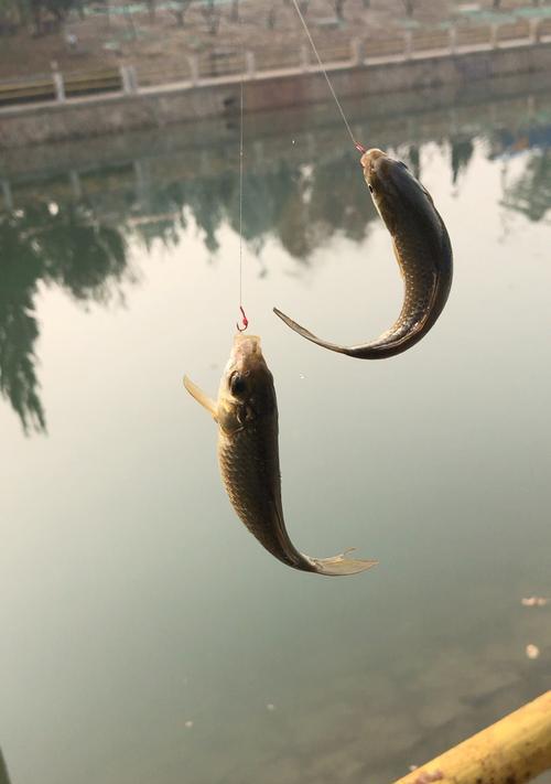 如何在钓鱼时提升双尾率？有哪些有效技巧？  第1张