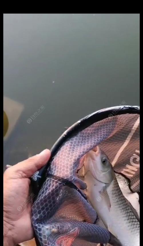 冬季鱼塘混养钓鱼技巧是什么？如何提高钓鱼效率？  第3张