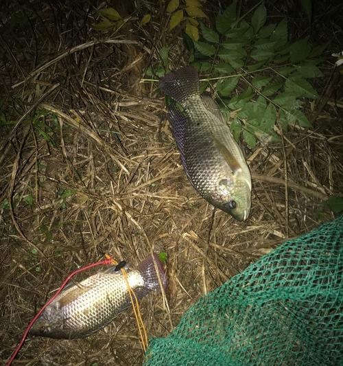 冬季鱼塘夜钓鲫鱼技巧及方法是什么？如何提高夜钓鲫鱼的成功率？  第3张