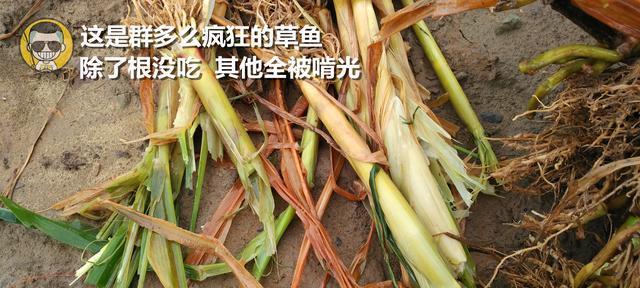 冬季玉米钓鱼技巧有哪些？如何提高冬季玉米钓鱼的成功率？  第3张