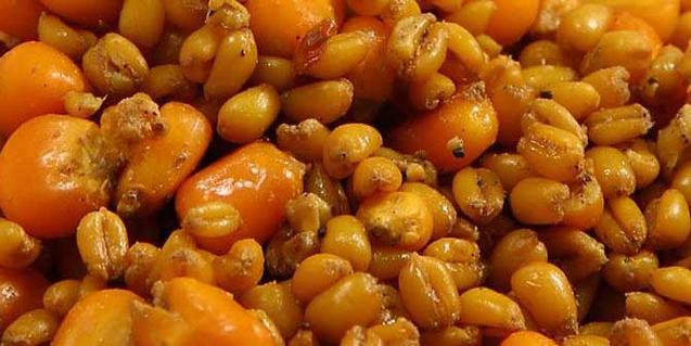 冬季玉米粒钓鱼技巧有哪些？如何提高冬季钓鱼成功率？  第3张