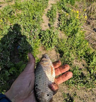 冬季走水河道钓鱼技巧和方法是什么？如何提高钓鱼成功率？  第1张
