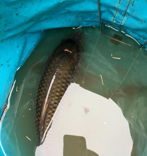 冬季走水河道野钓鲫鱼技巧有哪些？如何应对鲫鱼的冬季活动特点？  第1张