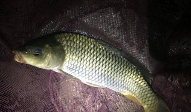 冬节夜钓鲤鱼技巧有哪些？如何提高夜钓鲤鱼的成功率？  第1张