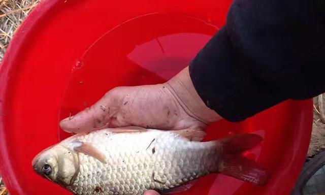 冬日河里钓鱼技巧有哪些？如何提高冬季钓鱼的成功率？  第2张