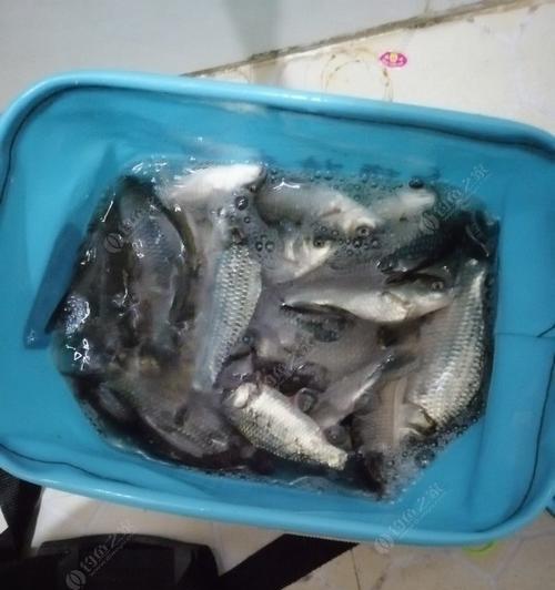 冬天9到14度野钓鲫鱼技巧是什么？如何提高钓鲫鱼的成功率？  第3张