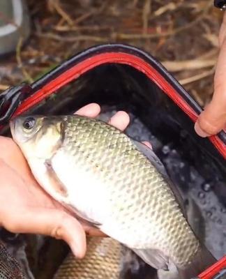 冬天9到15度野钓鲫鱼技巧是什么？如何提高钓鲫鱼的成功率？  第2张