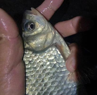 冬天冰上钓鱼技巧野钓鲫鱼有哪些？如何提高钓鲫鱼的成功率？  第1张