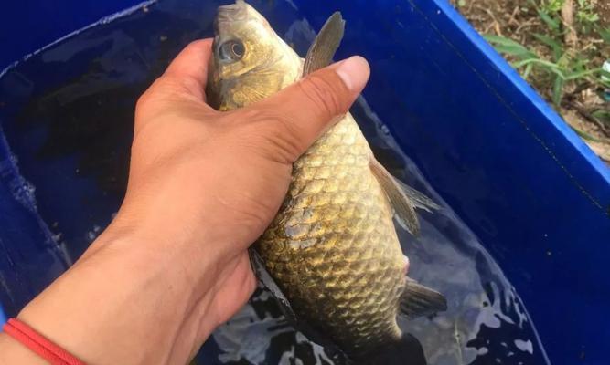冬天草丛钓鱼技巧有哪些？如何提高冬季钓鱼成功率？  第2张