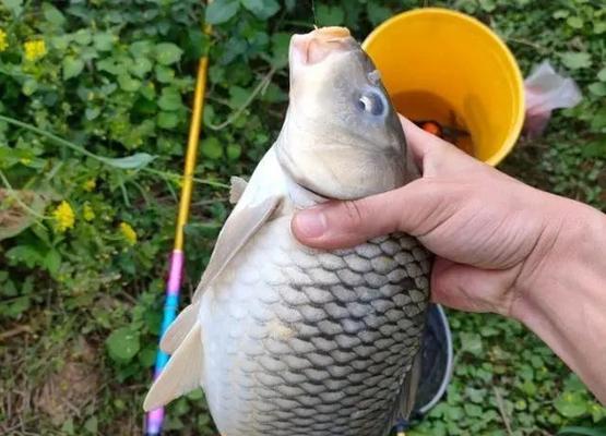 冬天传统钓长竿的钓鱼技巧是什么？如何提高冬季钓鱼成功率？  第3张