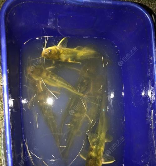 冬天使用串钩蚯蚓钓鱼有哪些技巧？如何提高冬季钓鱼成功率？  第3张