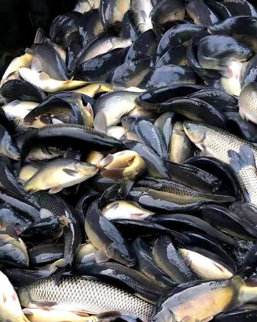 冬天大棚野钓鲤鱼有哪些技巧？如何提高钓鲤鱼的成功率？  第1张