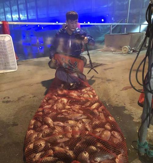 冬天大棚野钓鲤鱼有哪些技巧？如何提高钓鲤鱼的成功率？  第3张