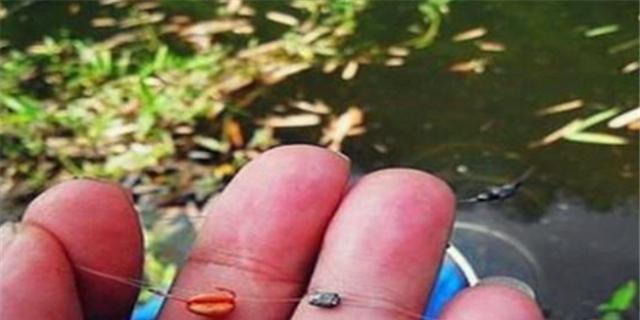 冬天晚上钓鱼技巧有哪些？如何提高夜钓成功率？  第2张