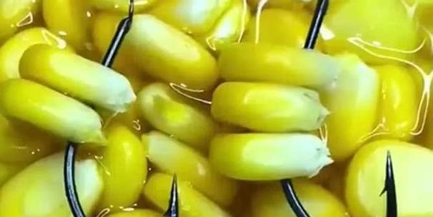 冬天用玉米钓鱼效果好吗？有哪些技巧可以提高成功率？  第1张