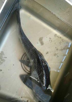 冬天低温野钓青鱼有哪些技巧和方法？如何提高钓获率？  第2张