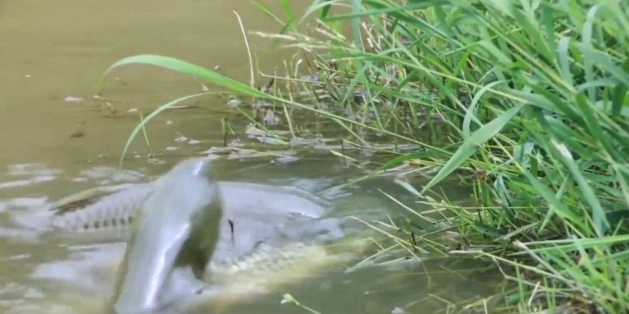 冬天钓浮的技巧是什么？如何提高冬季钓鱼的成功率？  第1张