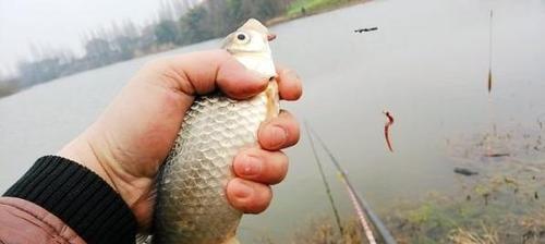 冬天钓鲫鱼起浮技巧是什么？如何有效掌握？  第2张