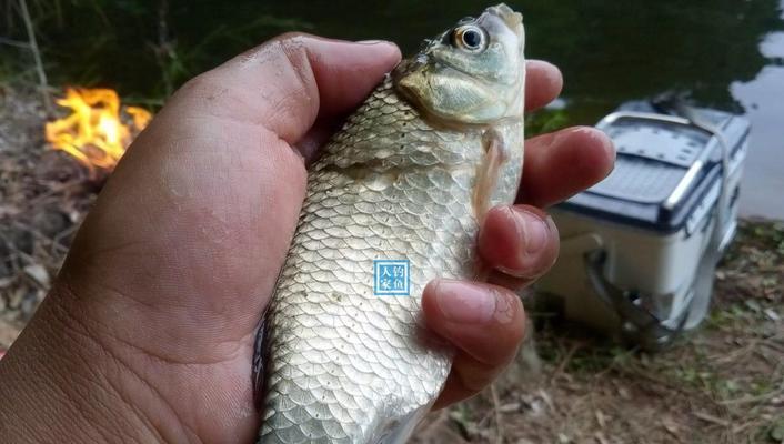 冬天钓鲤鱼有哪些技巧？如何提高冬季钓鱼的成功率？  第2张