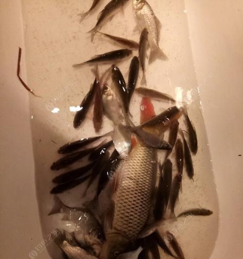 冬天在野河钓鲤鱼有哪些绝密技巧？如何提高钓鲤鱼的成功率？  第1张