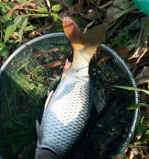 冬天钓流水鲤鱼的办法和技巧是什么？如何提高钓鱼成功率？  第1张