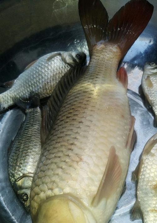 冬天钓流水鲤鱼的办法和技巧是什么？如何提高钓鱼成功率？  第3张