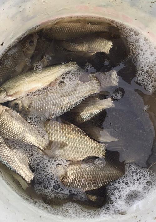 冬天钓鱼的3大技巧是什么？如何提高冬季钓鱼成功率？  第3张