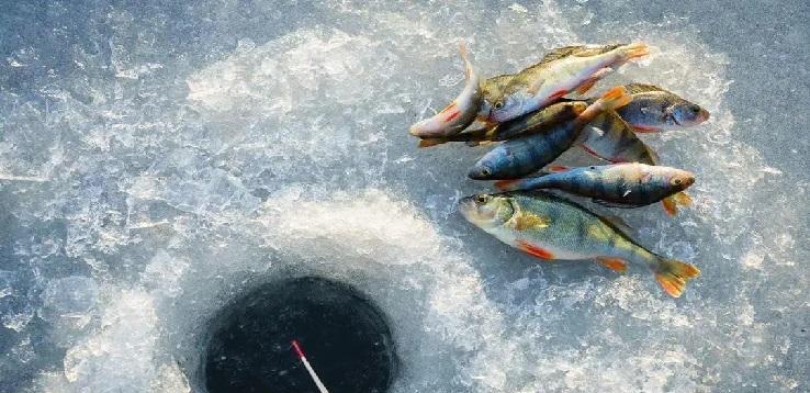 冬天钓鱼调标技巧是什么？如何在寒冷季节提高钓鱼效率？  第2张