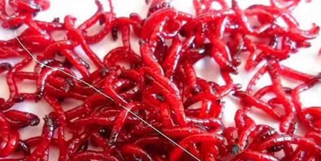 冬天钓鱼饵料怎么调制？有哪些技巧和方法？  第2张