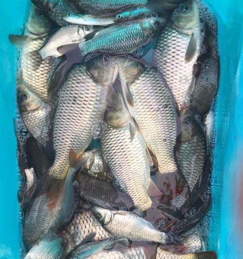冬天钓鱼饵料怎么调制？有哪些技巧和方法？  第1张