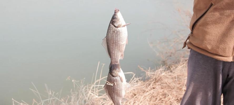 冬天钓鱼技巧饵料的搭配是什么？如何根据季节调整饵料搭配？  第3张