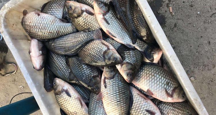 冬天钓鱼技巧有哪些？如何选择最佳钓位？  第1张