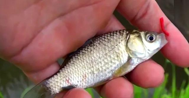冬天钓鱼技巧让你大有收获？如何在寒冷季节提高钓鱼成功率？  第1张