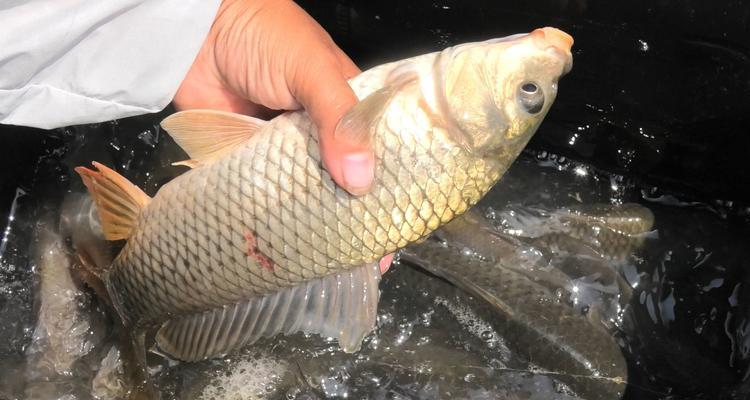 冬天钓鱼技巧小窍门？如何在寒冷季节提高钓鱼成功率？  第3张
