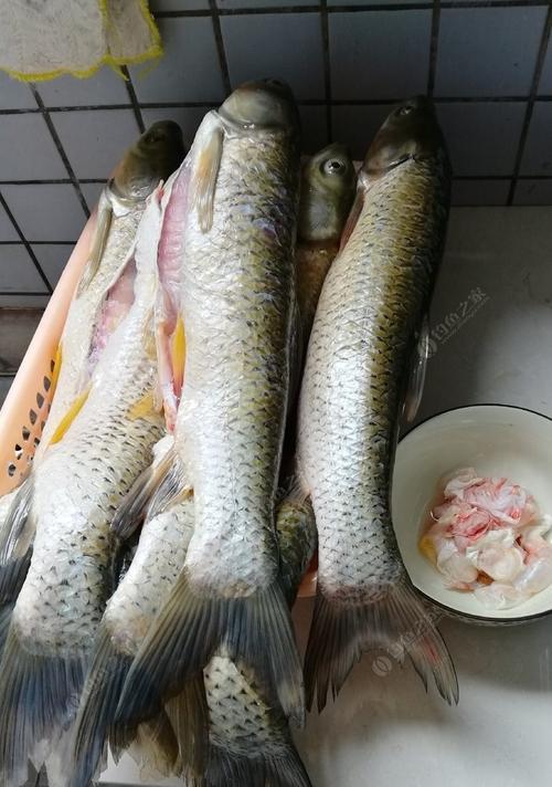 冬天钓鱼技巧野钓草鱼有哪些？如何提高野钓草鱼的成功率？  第2张