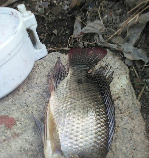 冬天钓鱼技巧野钓鲫鱼不开口怎么办？如何提高冬季野钓鲫鱼的咬钩率？  第2张